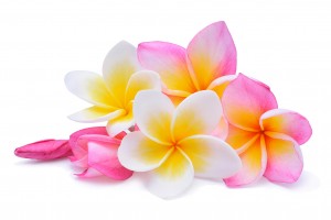 KWIAT LEI