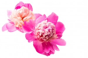PEONIA (PIWONIA)