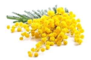 MIMOZA (akacja srebrzysta)